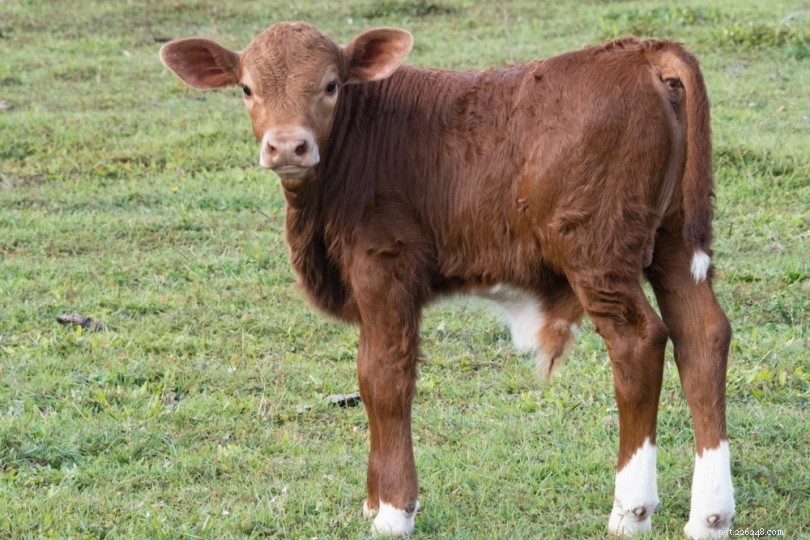 Race bovine rouge Belmont