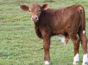 Бельмонтская красная порода крупного рогатого скота