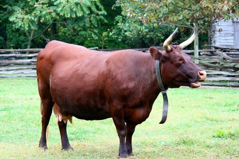 15 красных пород крупного рогатого скота