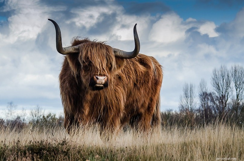15 Red Cattle Breeds