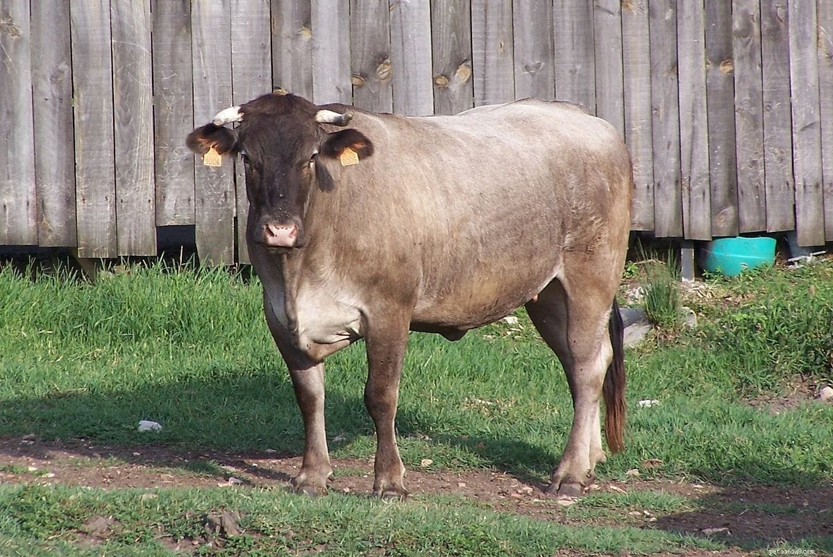 Базадская порода крупного рогатого скота
