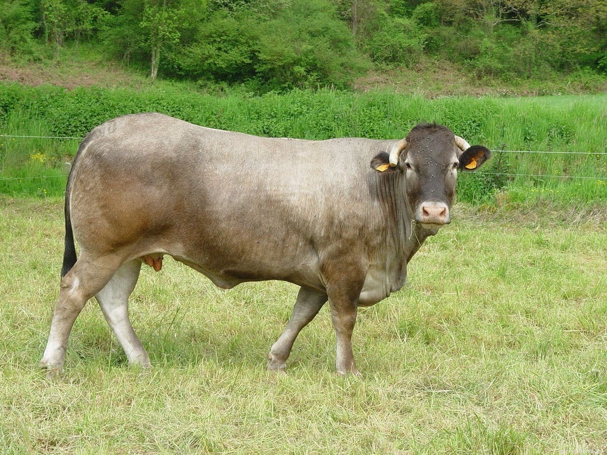 Raça de gado Bazadaise