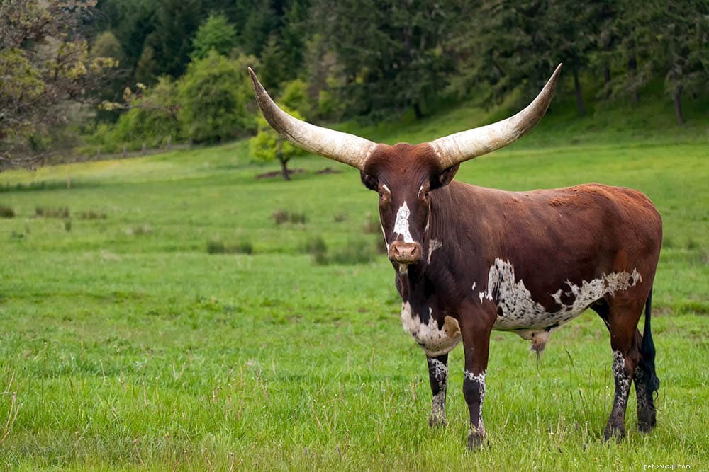 Порода крупного рогатого скота ватуси