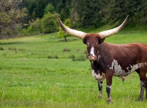 Watusi Cattle Breed