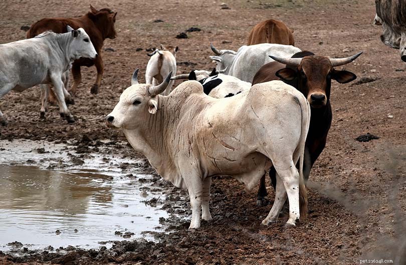 9アフリカの牛の品種：概要 