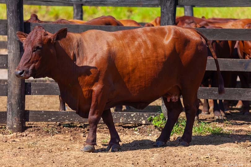 9 африканских пород крупного рогатого скота:обзор