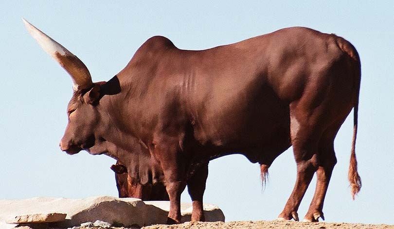 9 races bovines africaines :un aperçu