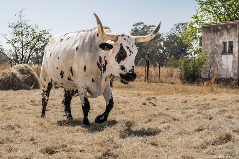 9アフリカの牛の品種：概要 