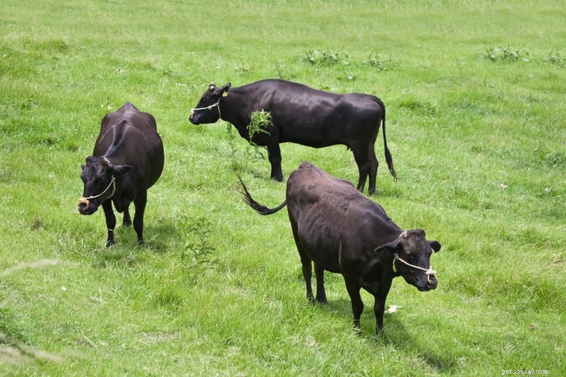 6 японских пород крупного рогатого скота:обзор (с иллюстрациями)