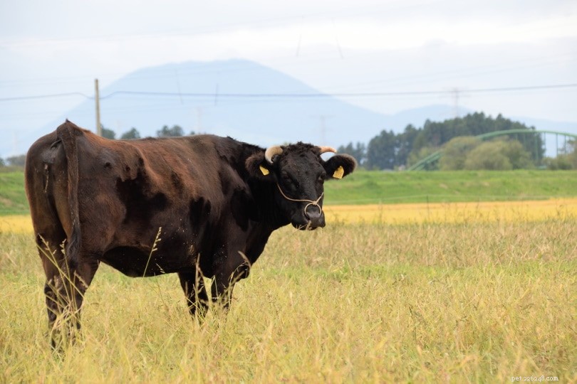6 races bovines japonaises :un aperçu (avec photos)