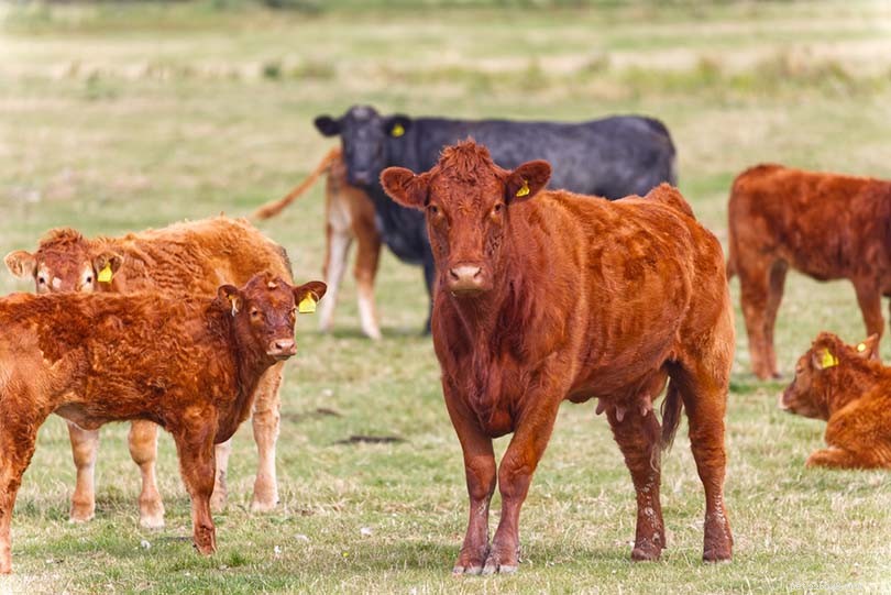 22英国の牛の品種 