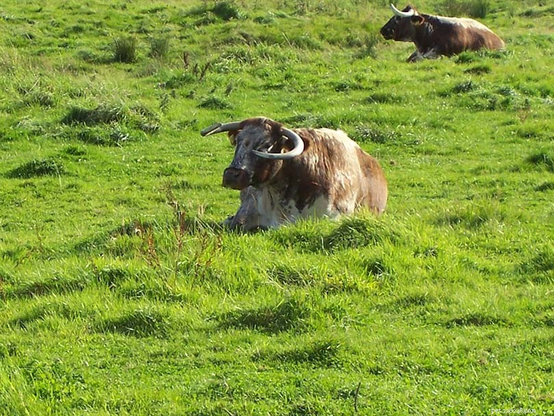 22 британские породы крупного рогатого скота