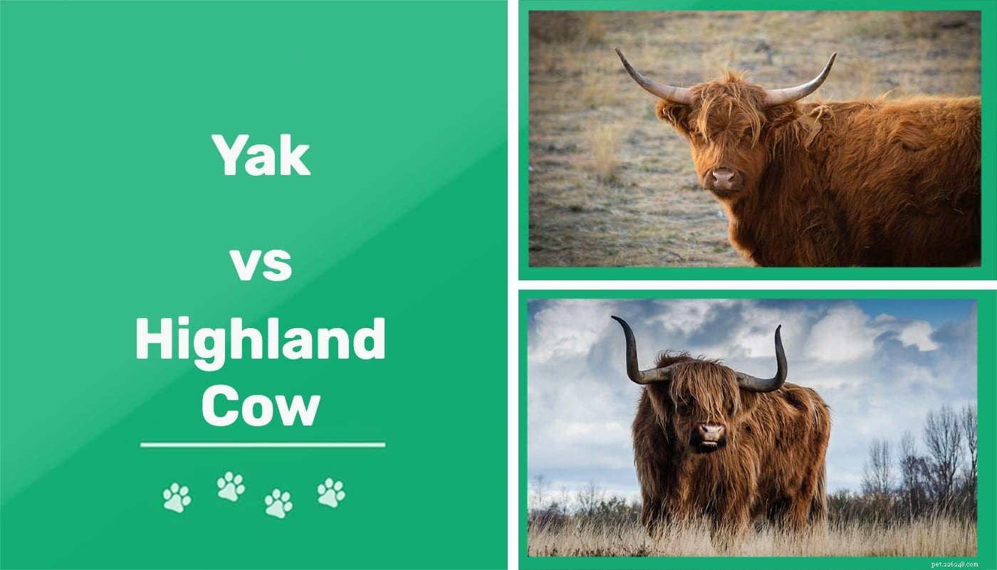 Yak vs Highland Cattle :quelles sont les différences ?