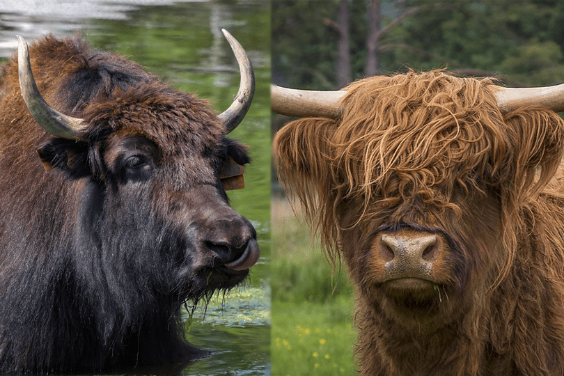 Yak vs. Highland Cattle:wat zijn de verschillen?