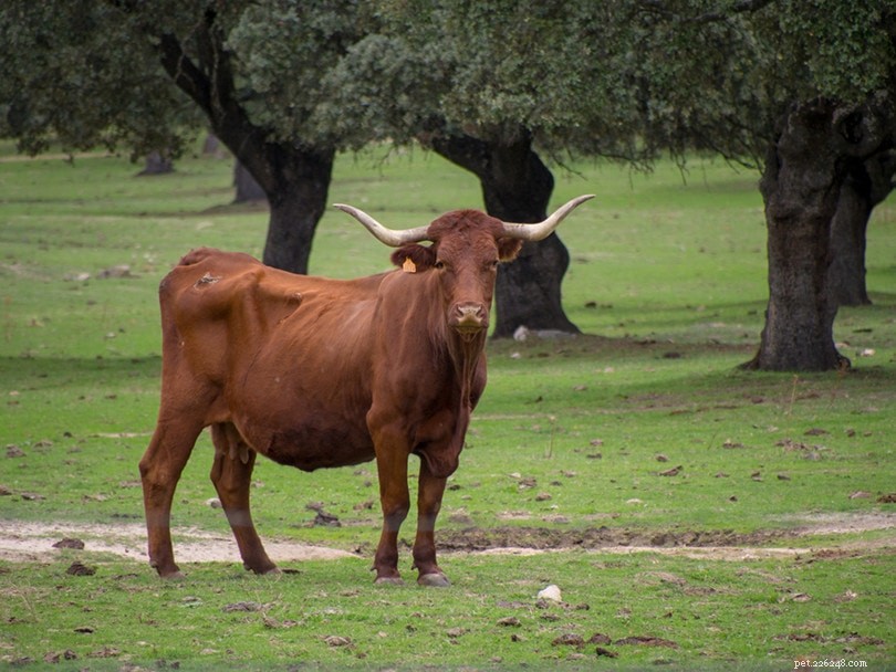 Порода крупного рогатого скота Retinta