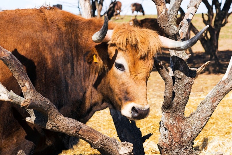 Порода крупного рогатого скота Retinta