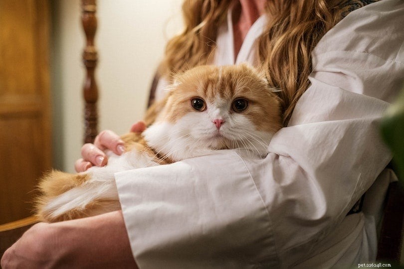Hoe tonen katten genegenheid? 14 manieren waarop katten hun liefde tonen
