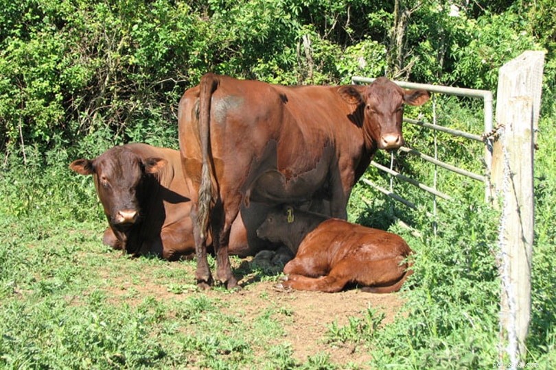 レッドポール牛の品種 