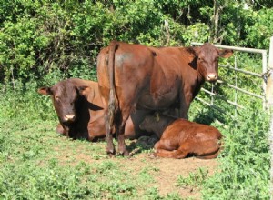 Red Poll Cattle Plemeno