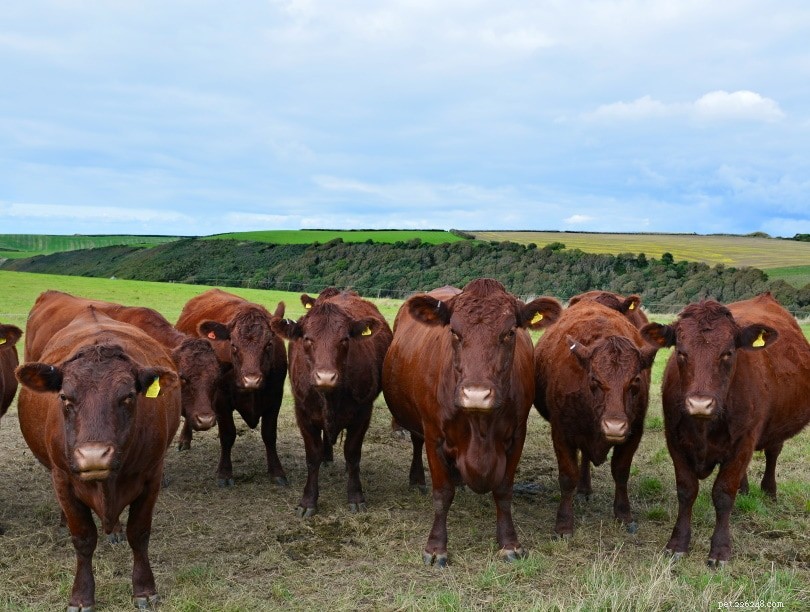 レッドポール牛の品種 