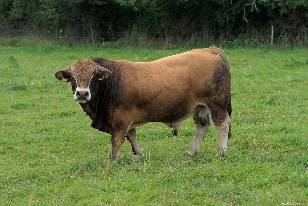 12 французских пород крупного рогатого скота:обзор