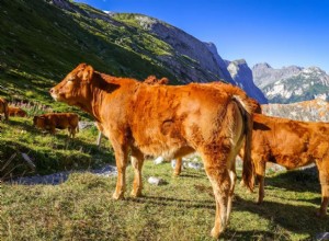12 raças de gado francesas:uma visão geral