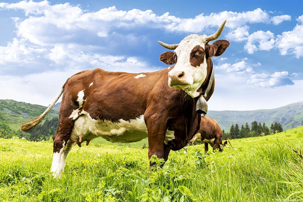 12のフランスの牛の品種：概要 