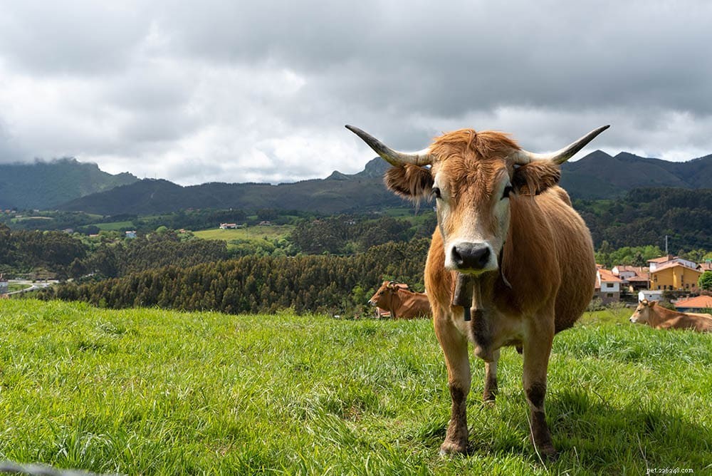 12 французских пород крупного рогатого скота:обзор