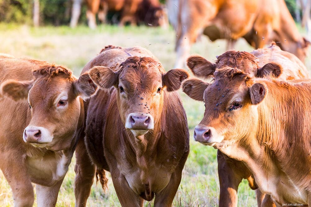 12 races bovines françaises :un aperçu