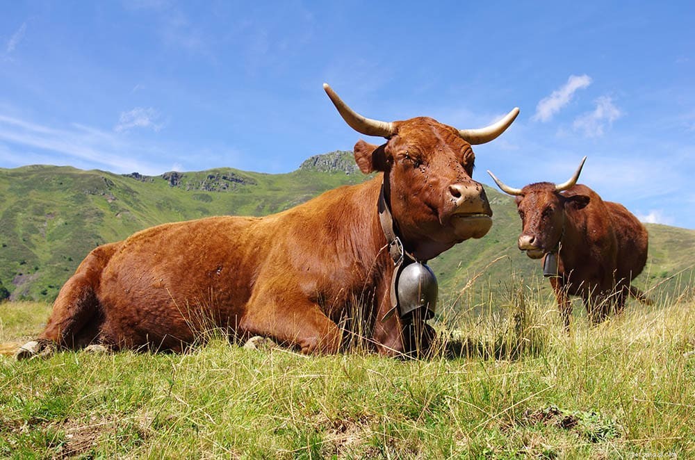 12 raças de gado francesas:uma visão geral