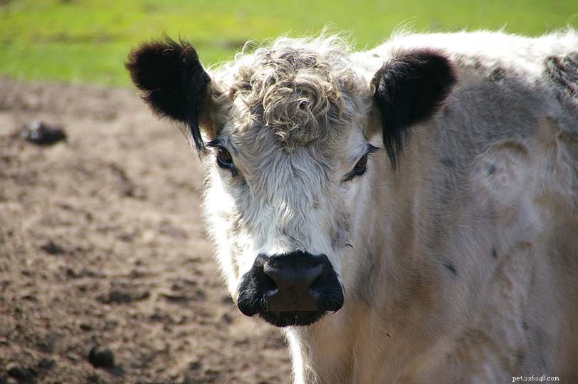 Como saber se o gado é vaca, touro, novilha ou boi (com fotos)