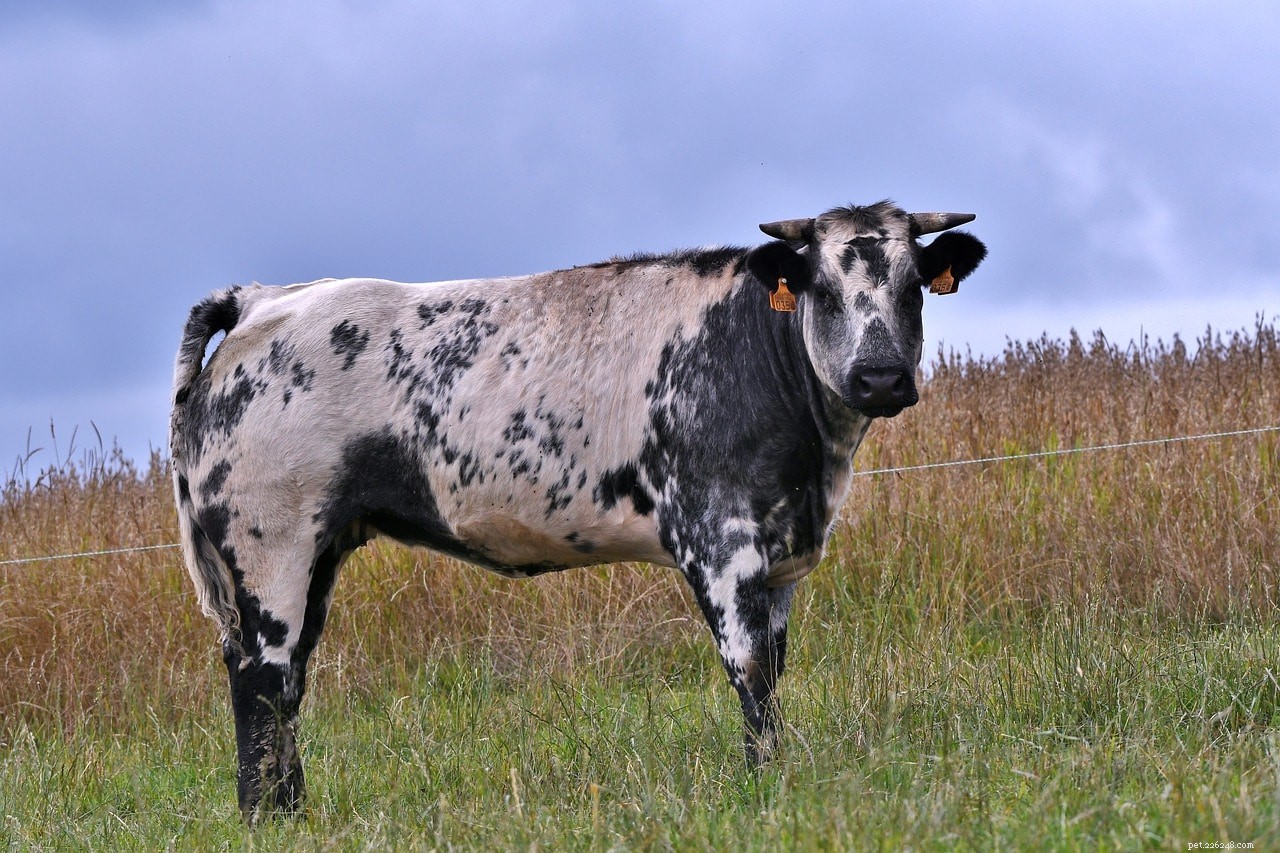 Как определить, является ли крупный рогатый скот коровами, быками, телками или бычками (с иллюстрациями)