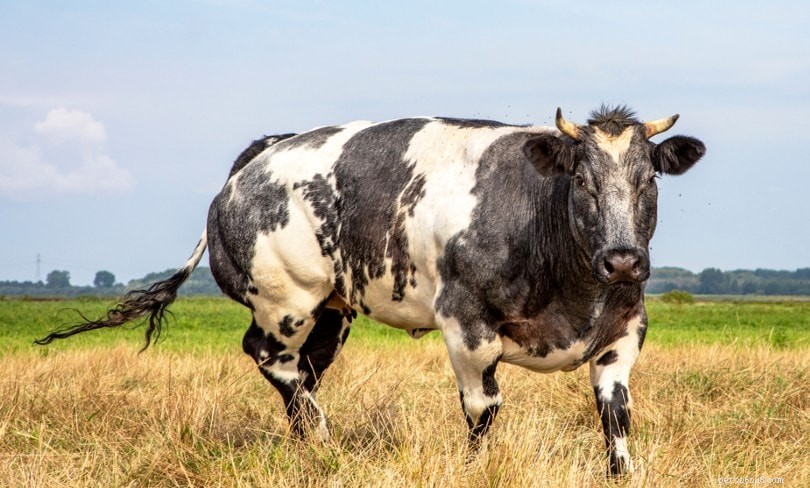 Come capire se i bovini sono mucche, tori, manze o manzi (con immagini)