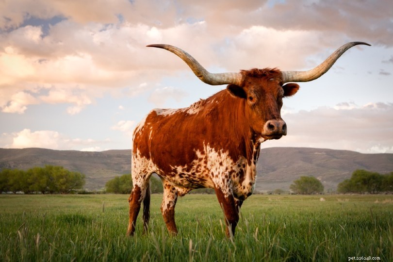 テキサスロングホーン牛 
