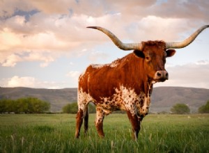 テキサスロングホーン牛 