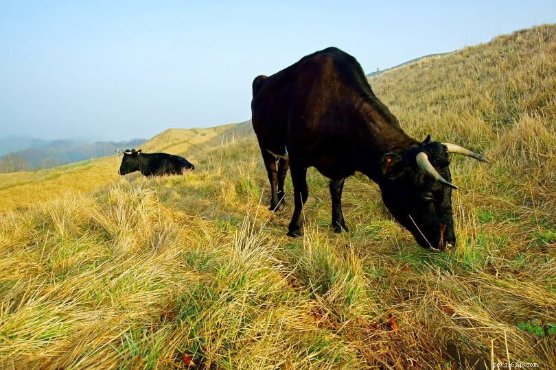 グロスター牛の品種 