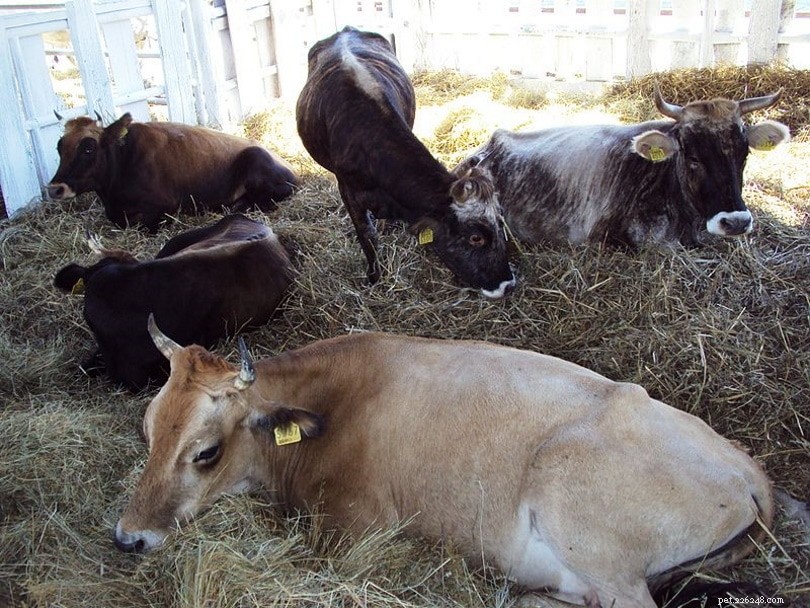 Busa Cattle Breed