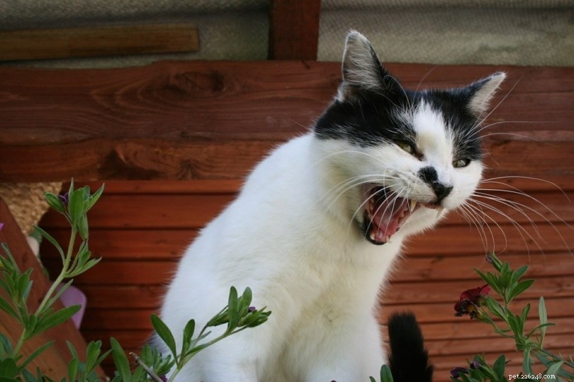 本当の猫は人間だけにニャーと鳴くのですか？ 