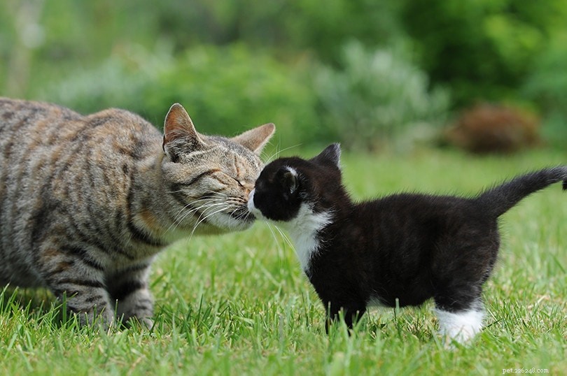 Правда ли, что кошки мяукают только на людей?