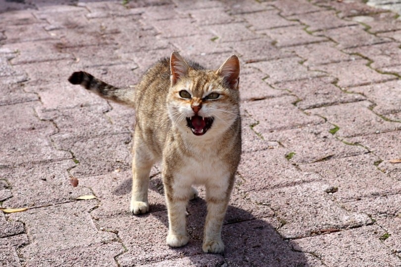 本当の猫は人間だけにニャーと鳴くのですか？ 