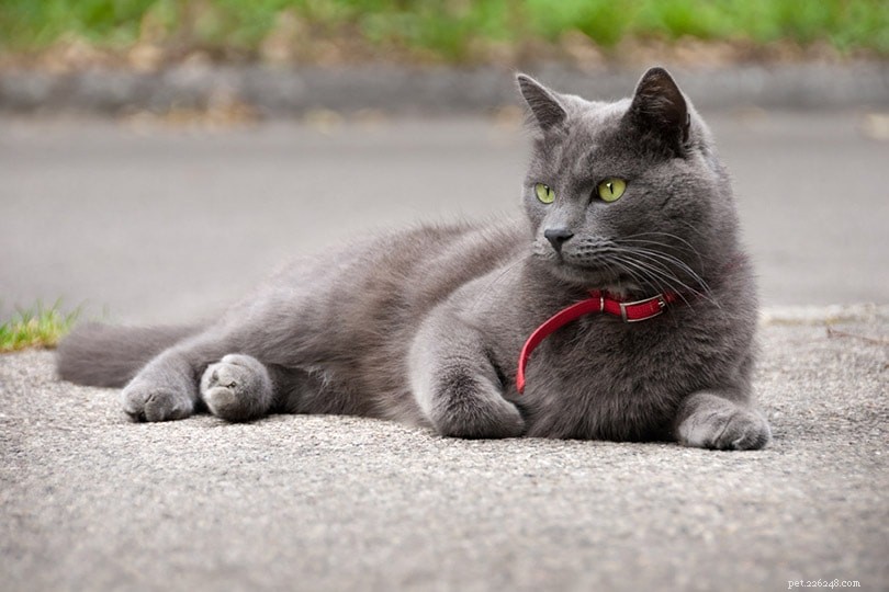 Est-ce vrai que les chats ne font que miauler sur les humains ?