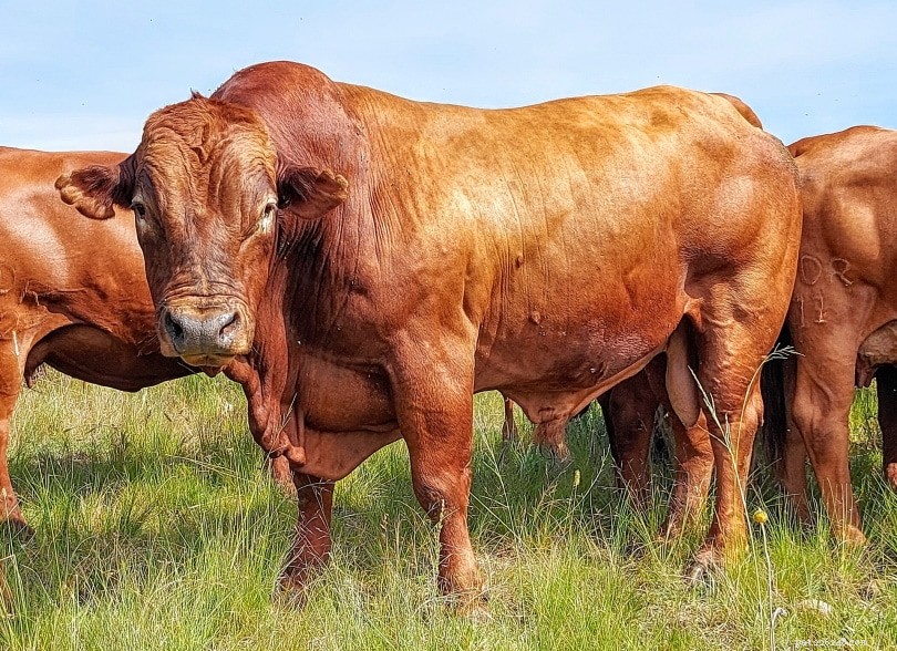 Порода крупного рогатого скота Beefmaster