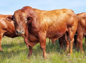 ビーフマスター牛の品種 