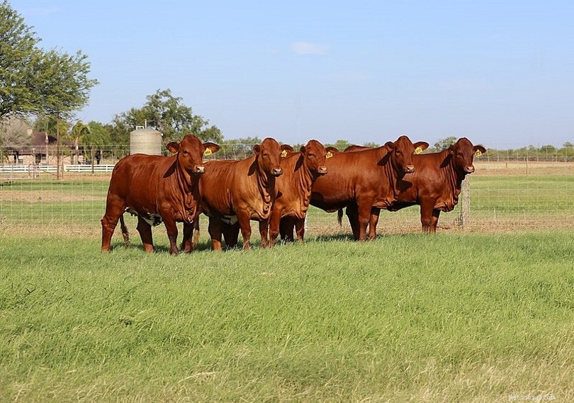 ビーフマスター牛の品種 
