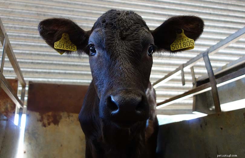 9 raças de gado preto:uma visão geral (com fotos)