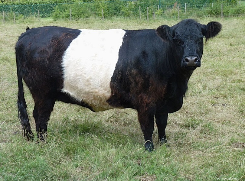 9 races de bovins noirs :un aperçu (avec photos)