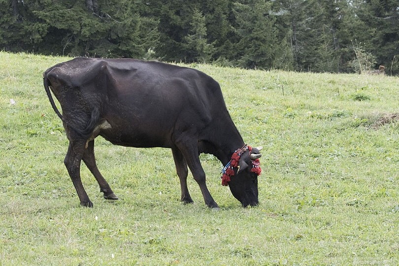 9 svarta boskapsraser:en översikt (med bilder)