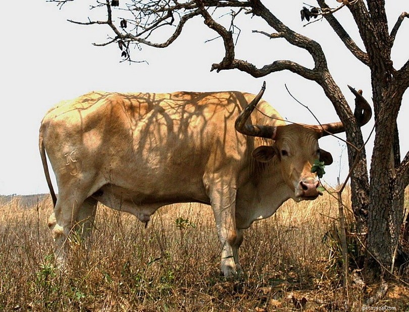 Порода крупного рогатого скота караку 