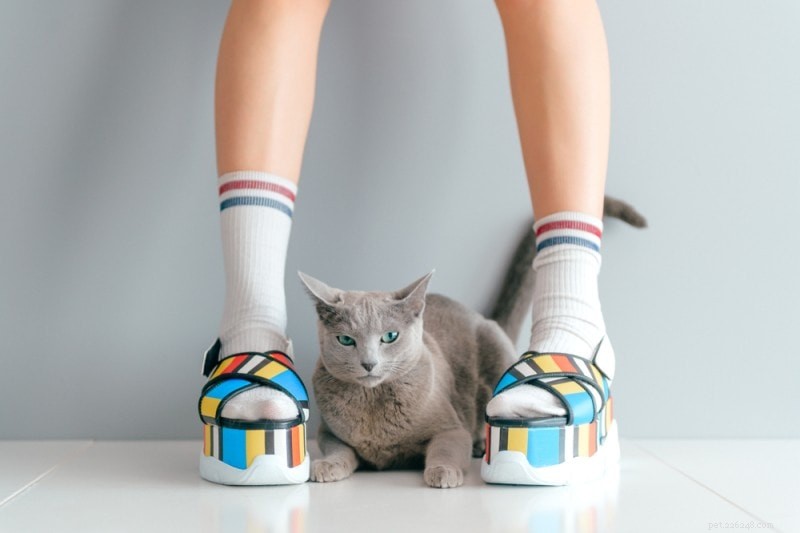 300+ nomi di gatti anime:le opzioni più kawaii per il tuo gatto