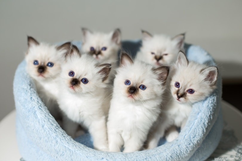 De 51 beste cadeaus voor kattenliefhebbers in 2022 (snorrende ideeën voor inspiratie!)